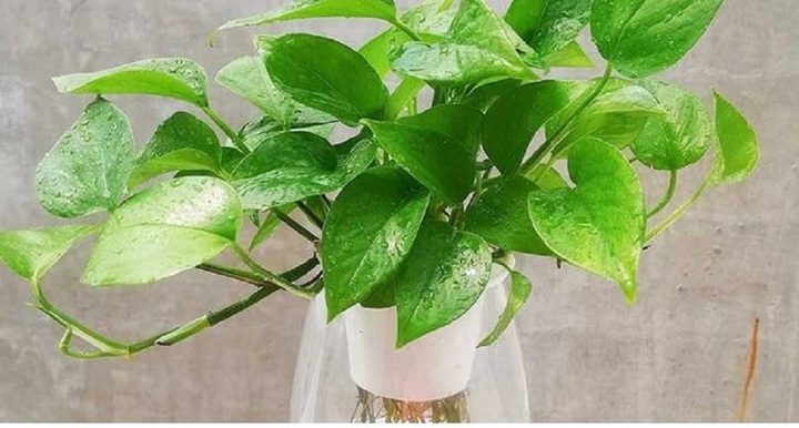 Cây trầu bà cực kỳ dễ sống, chịu được ánh sáng yếu và không cần tưới nước quá thường xuyên.