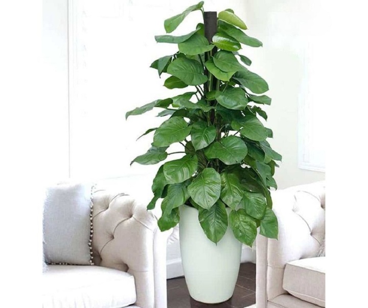 Nếu đặt trong phòng khách nên chọn cây trầu leo cột.