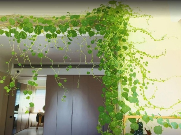 Không nên để cây trầu bà ở cửa chính ra vào.