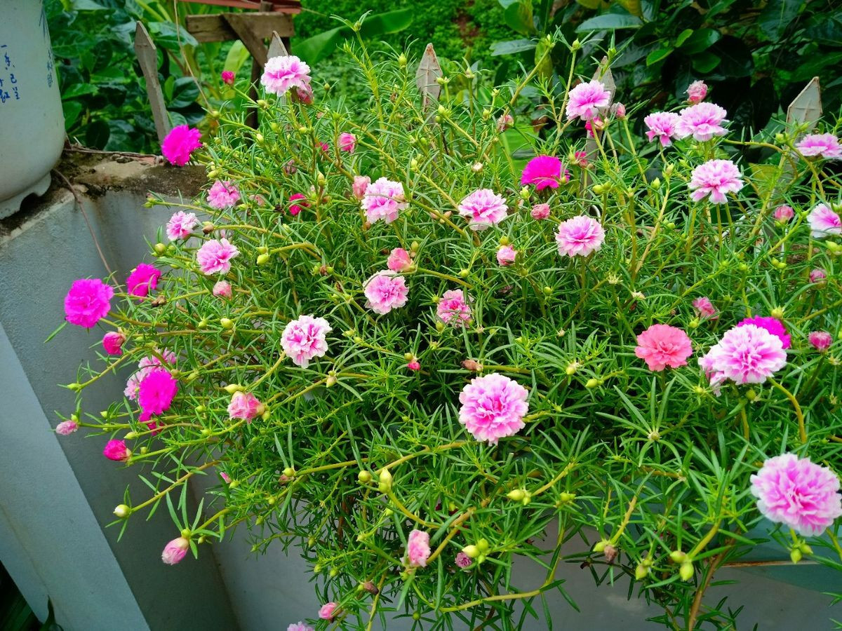 Hoa mười giờ mang  nhiều màu sắc rực rỡ.