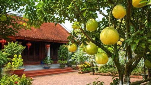Trồng cây bưởi trước nhà không chỉ tạo bóng mát và cung cấp trái ngon mà còn có tác động tích cực đến vận khí, tài lộc và sức khỏe của gia đình.