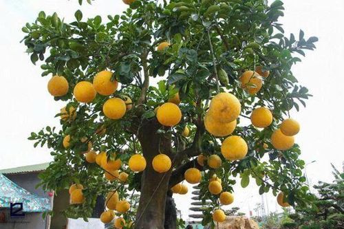 Vị trí trồng cây bưởi mang lại may mắn và những lưu ý khi trồng cây bưởi trước nhà - 3