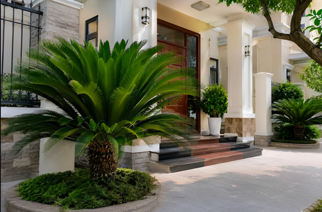 Vạn Tuế mang dáng vẻ uy nghi, lá xanh tỏa đều như vương miện. Cây được cho là tượng trưng cho sức sống bền bỉ, trường thọ và sự vững vàng của gia chủ.