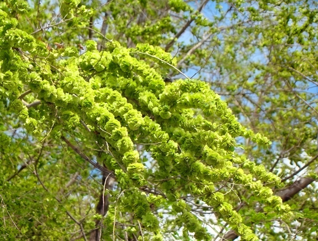 Cây Du có hoa như những đồng xu nhỏ xếp đầy cành. Người xưa gọi quả Du là du tiền, gửi gắm mong ước gia đình năm nào cũng dư dả, sung túc.