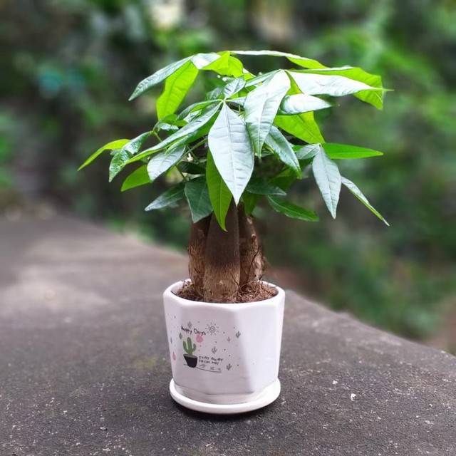 Cây kim ngân từ lâu đã được mệnh danh là cây tiền biểu tượng cho sự sung túc.