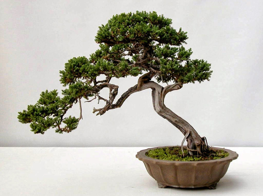 Cây tùng bồng lai càng có giá trị khi được tạo dáng đẹp. (Ảnh minh hoạ)