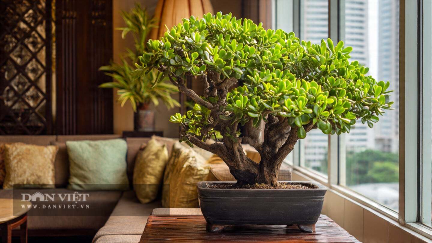 Chăm cây cảnh ngọc bích là học cách của sự vừa đủ.
