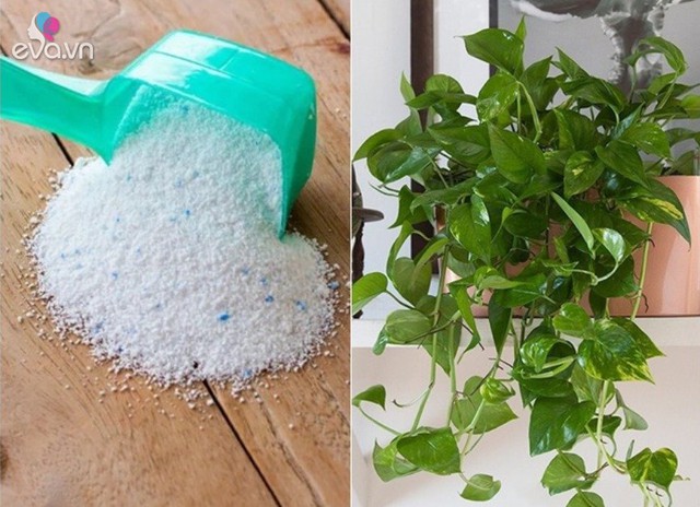 Bột giặt có chứa các chất hoạt động bề mặt, có thể làm mất lớp sáp bảo vệ trên cơ thể của côn trùng, khiến chúng mất nước và chết.