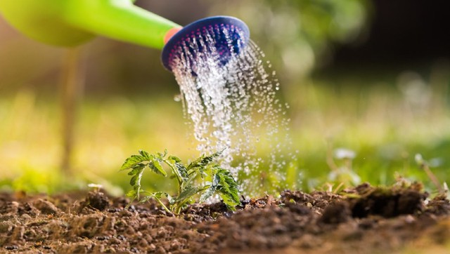 Sau khi tưới, hãy đảm bảo rửa sạch lá cây bằng nước sau vài giờ để loại bỏ bột giặt còn sót lại, tránh gây hại cho cây.
