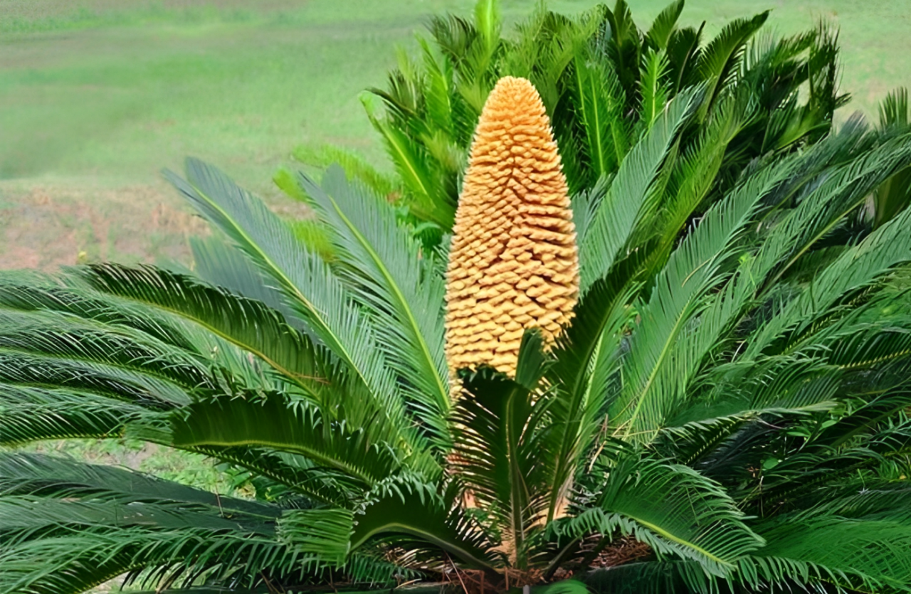 Cây vạn tuế cổ kính, mỗi lần ra hoa là điềm đại cát, tài lộc dồi dào.