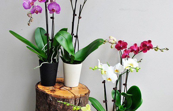 3 loại hoa có thể nở không cần ánh sáng, càng tối hoa càng xum xuê - 3