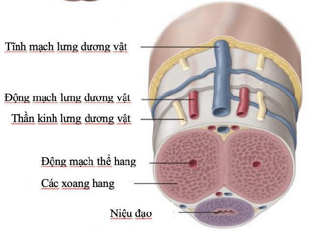 Đột quỵ và hệ lụy trên bảo dưới không nghe - Ảnh 2.