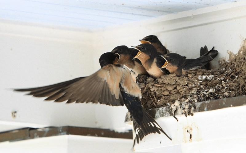 10 dấu hiệu chứng tỏ nhà bạn có lộc lớn, đắt mấy cũng đừng bán đi-1