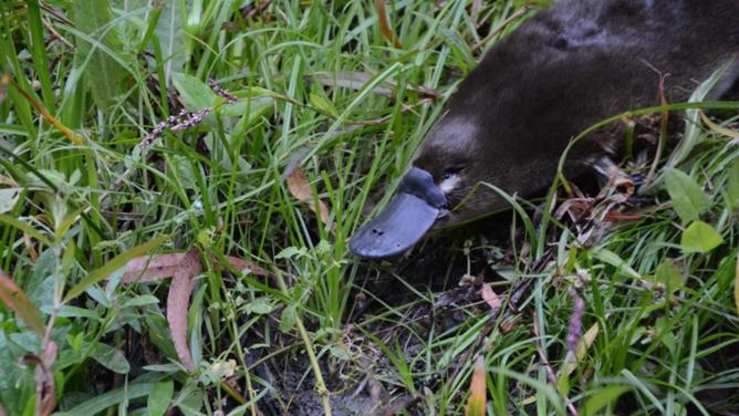 Victorian researchers have been given an extra $100k to map where the platypus is under threat. (PR HANDOUT IMAGE PHOTO)