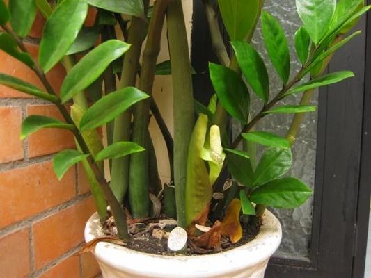 4 cây cảnh cứ nở hoa là có điềm: Vận may sắp đến, tiền bạc ngập nhà-1