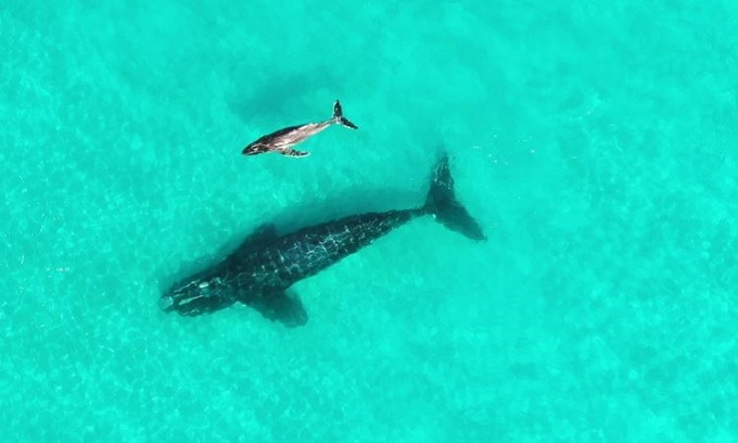 Cá voi trơn trưởng thành và cá voi lưng gù non bơi trên mặt biển. Ảnh: Jess Wohling