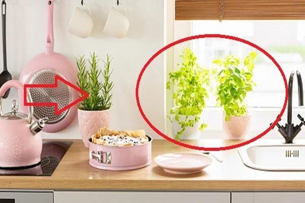 Bếp tụ tài đón lộc: Có 2 thứ đại cát, cuối năm làm gì cũng gặp may-1