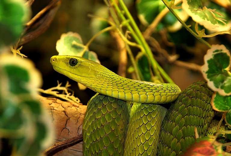 3 tuổi không thành rồng cũng thành phượng từ nay tới cuối năm-2