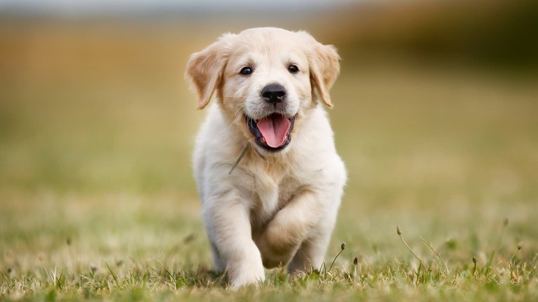 Dung 7 ngay toi, 4 con giap uong tron loc Troi, trung so giau khung-Hinh-6