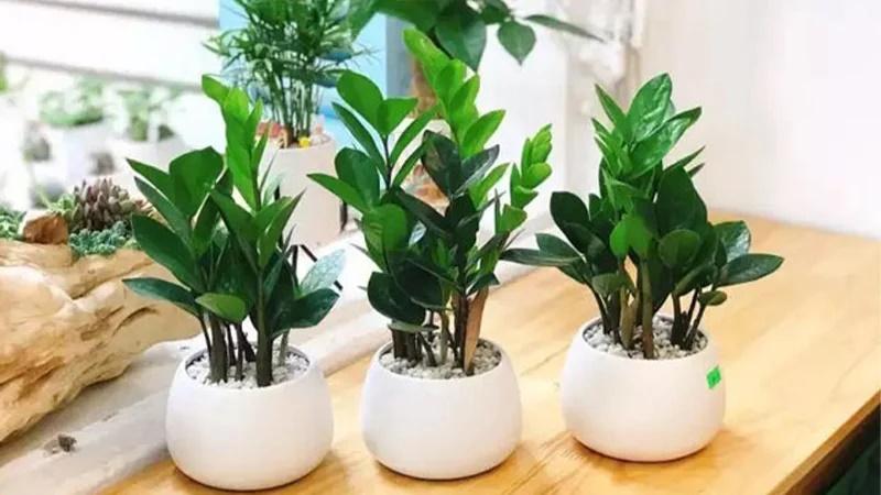 3 loại cây cảnh mời gọi tài lộc, đặt trong phòng ngủ lại là tử thần-2