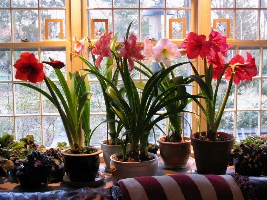 4 cây cảnh sức sống mãnh liệt, trồng 1 cây giúp phúc lộc truyền đời-1