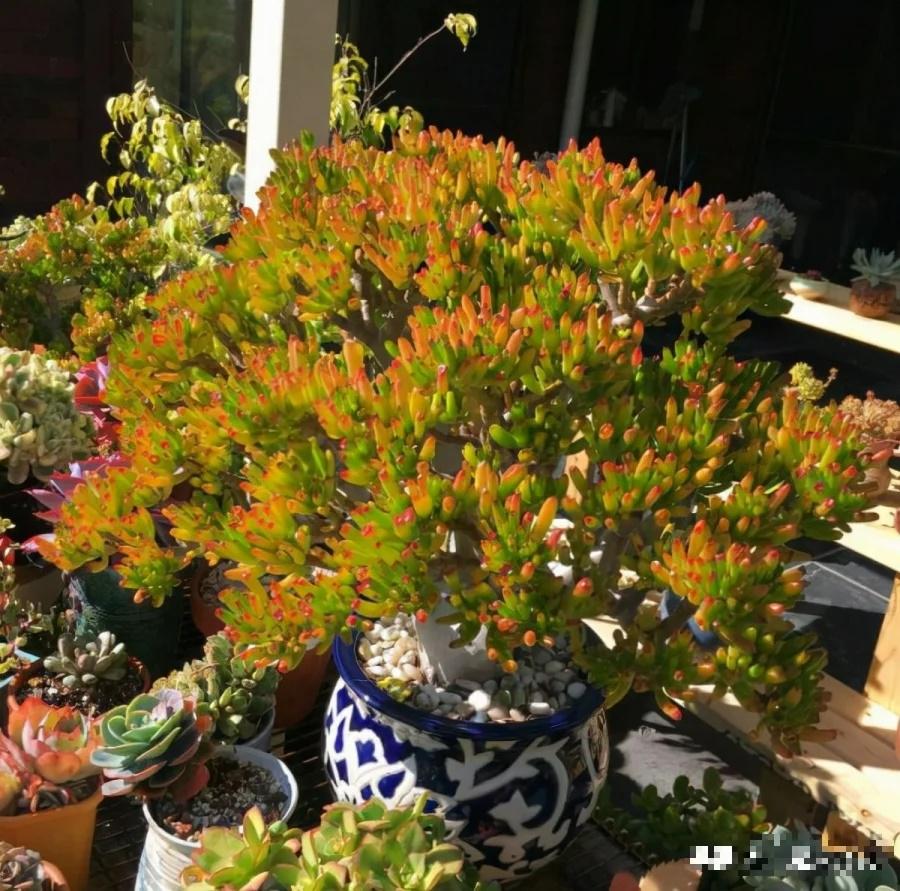 4 cây cảnh sức sống mãnh liệt, trồng 1 cây giúp phúc lộc truyền đời-3