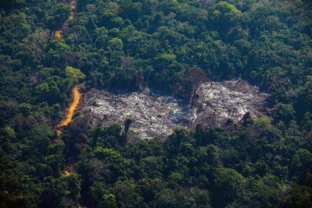 COP27: Brazil cam ket cham dut tinh trang tan pha rung Amazon hinh anh 1