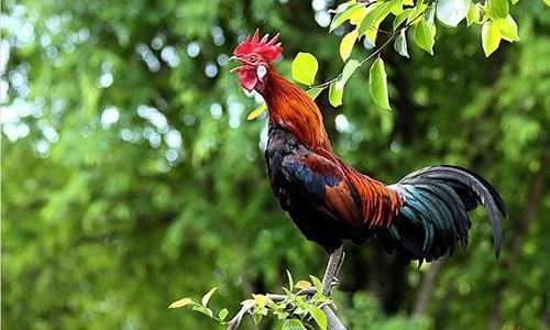 Tử vi hàng ngày 12 con giáp thứ Bảy 19/11/2022: Bắt cơ hội vàng-3