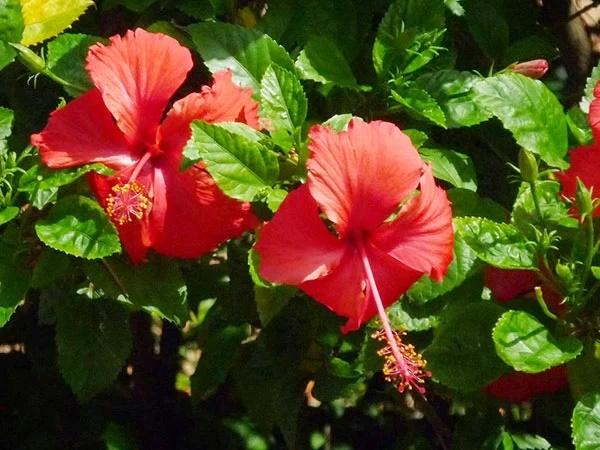 Sáng mùng 1 âm lịch: 5 loại hoa đặt lên bàn thờ, tổ tiên phù hộ-4