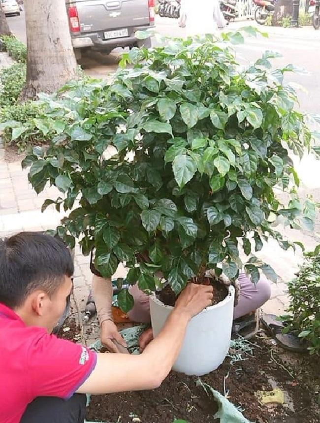 Cách trồng cây hạnh phúc đúng kỹ thuật, mang lại may mắn, tài lộc - 3