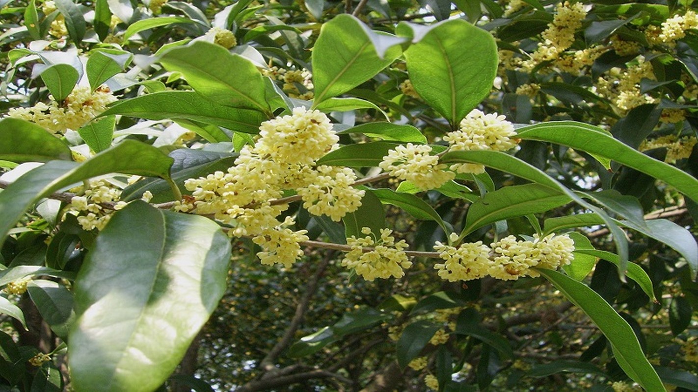 Cay canh 'chieu quy nhan, ruoc tai loc', hoa no nhu suoi chay-Hinh-22