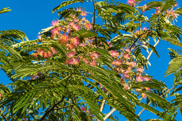 những bông hoa màu hồng trên cành cây lụa ba tư (albizia julibrissin) trên nền mờ của cây xanh và bầu trời mùa hè xanh. cây keo nhật bản hoặc cây tơ hồng thuộc họ fabaceae. - cây hợp hoan bức ảnh hình ảnh sẵn có, bức ảnh & hình ảnh trả phí bản quyền một lần