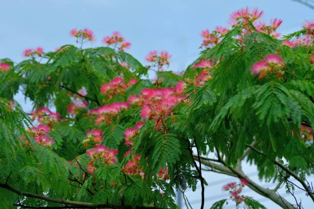 albizia julibrissin / hoa cây lụa: fluffy, pink, powder puff flowerheads - cây hợp hoan bức ảnh hình ảnh sẵn có, bức ảnh & hình ảnh trả phí bản quyền một lần