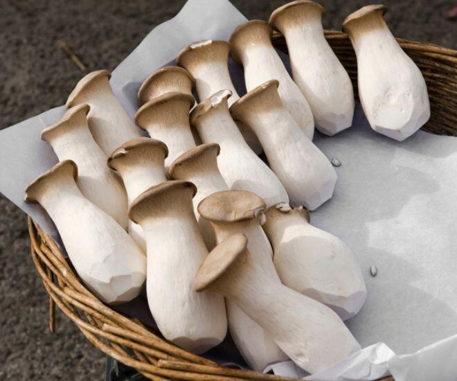 Nấm đùi gà có hình dáng đặc trưng giống một chiếc đùi gà, với phần thân trắng dài, thon, mập mạp và mũ nấm màu nâu nhạt, dễ dàng tìm thấy ở chợ hoặc siêu thị (Ảnh minh hoạ)