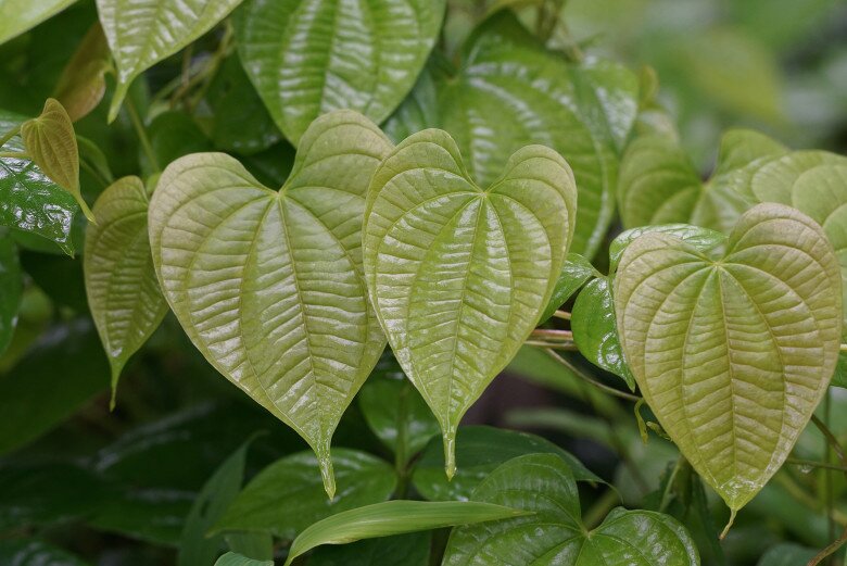 Lá của cây khoai tây trời.