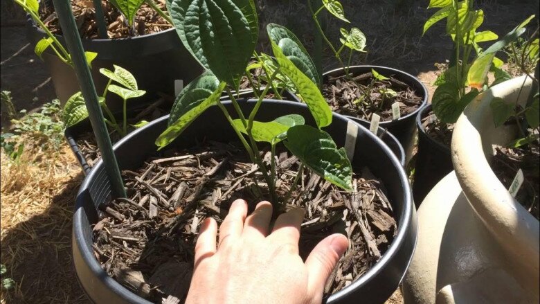 Loại củ mọc hoang nay thành đặc sản, nhuận tràng hơn khoai lang, cực dễ trồng, củ chạm đất liền bén rễ - 6