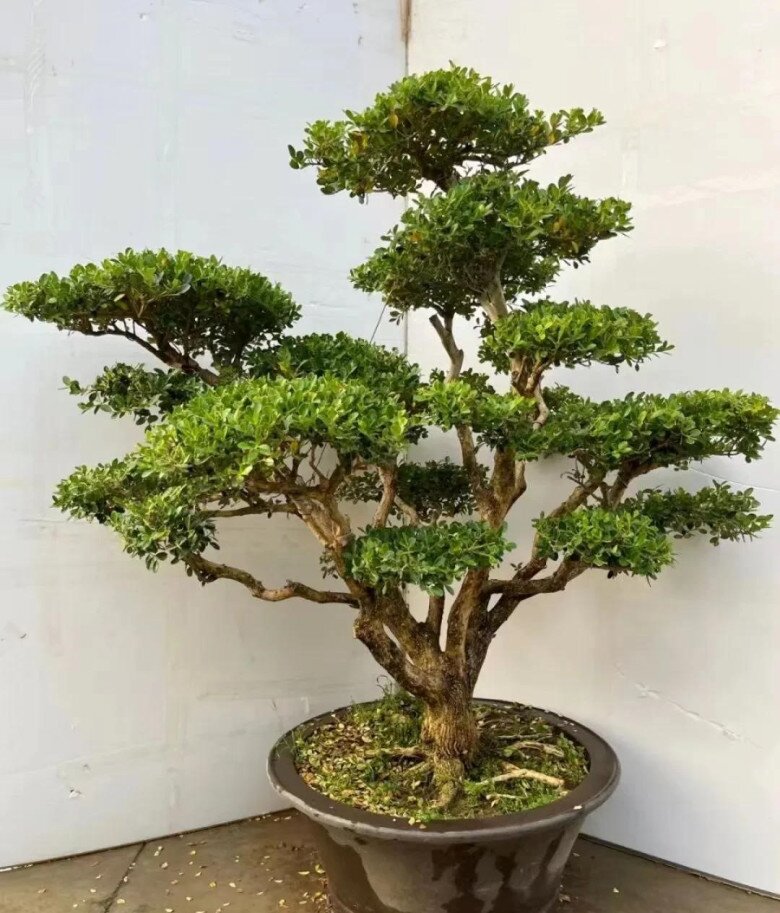 3 cây “trấn trạch” đẹp hơn trầu bà gấp 100 lần, trồng một cây con cháu đời đời hưởng phúc, gia đình bình an - 2