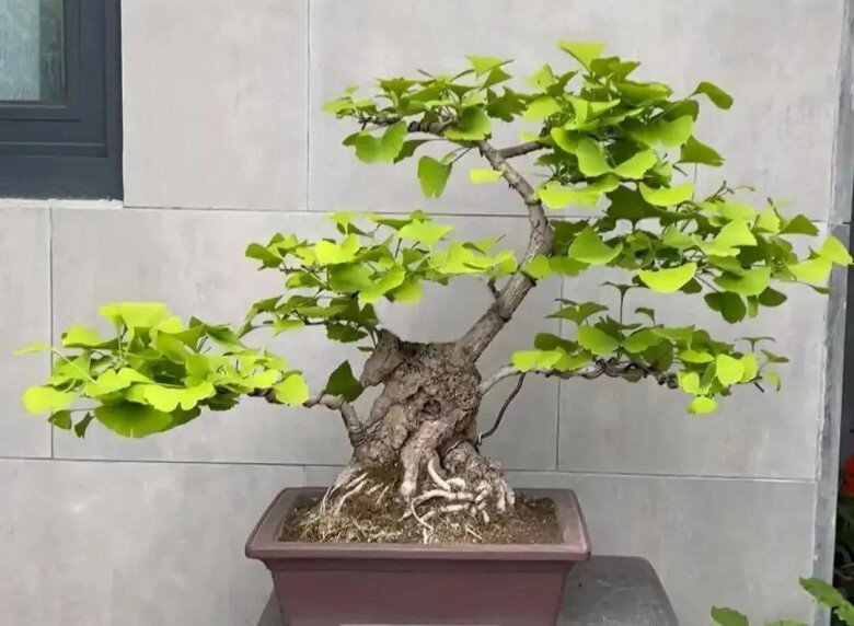 3 cây “trấn trạch” đẹp hơn trầu bà gấp 100 lần, trồng một cây con cháu đời đời hưởng phúc, gia đình bình an - 3