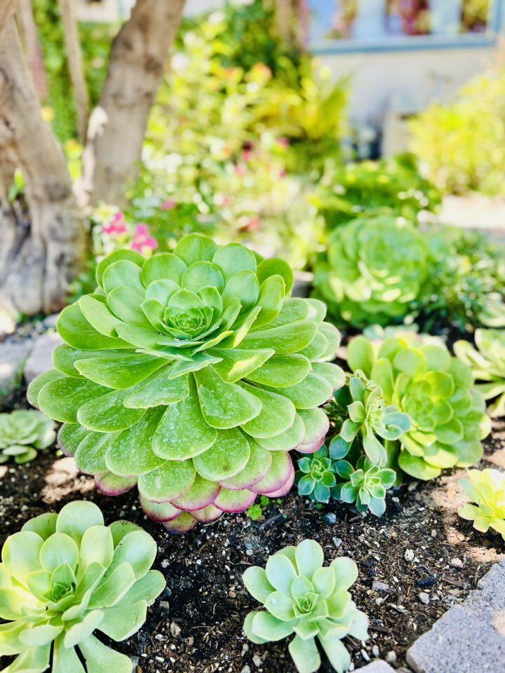 Những khóm sen đá mập mạp, khỏe khoắn được trồng trực tiếp dưới gốc cây, khoe sắc dưới nắng. Màu xanh bóng mượt của lá nổi bật trên nền đất, tạo điểm nhấn giản dị mà cuốn hút.