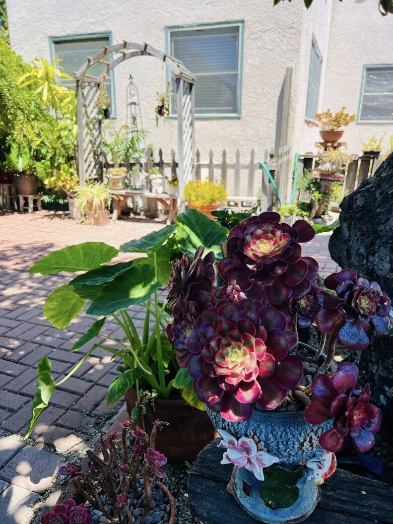 Rất nhiều sen đá được Thúy Nga trồng trong vườn. Chậu sen đá tím đặt dưới gốc cây lớn, nổi bật nhờ chiếc chậu được trang trí thủ công. Phía xa là cổng gỗ nhỏ dẫn vào khoảng sân trong đậm chất đồng quê Việt.