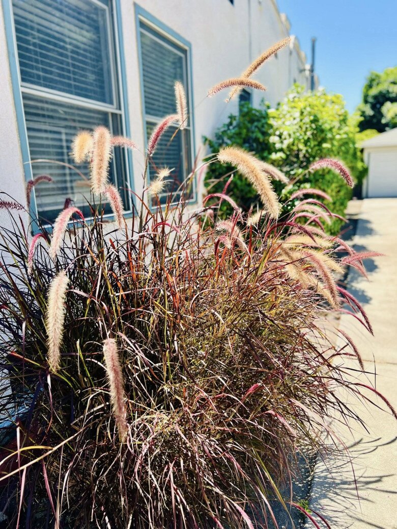 Một bụi cỏ đuôi chồn hồng phớt nhẹ đung đưa trong gió trước cửa sổ, tạo hiệu ứng mềm mại và bay bổng cho mặt tiền của căn biệt thự.