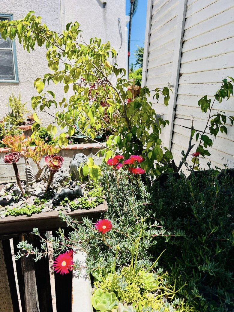 Vườn hoa nhỏ được sắp xếp xen kẽ giữa hoa đá, sen đá và các giống cây bản địa, mang đến cảm giác vừa gần gũi vừa sinh động.