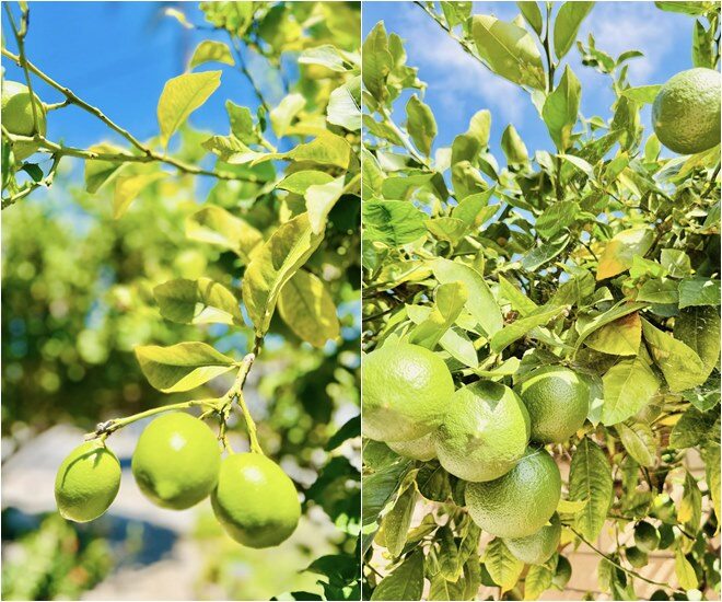 Ngoài sen đá, hoa và cây cảnh, Thúy Nga còn trồng rất nhiều cây ăn trái. Cây chanh trong vườn sai trái, từng chùm quả xanh non căng mọng treo lủng lẳng, báo hiệu một mùa bội thu. Dù ở Mỹ, Thúy Nga vẫn giữ được tinh thần nhà vườn chuẩn Việt.