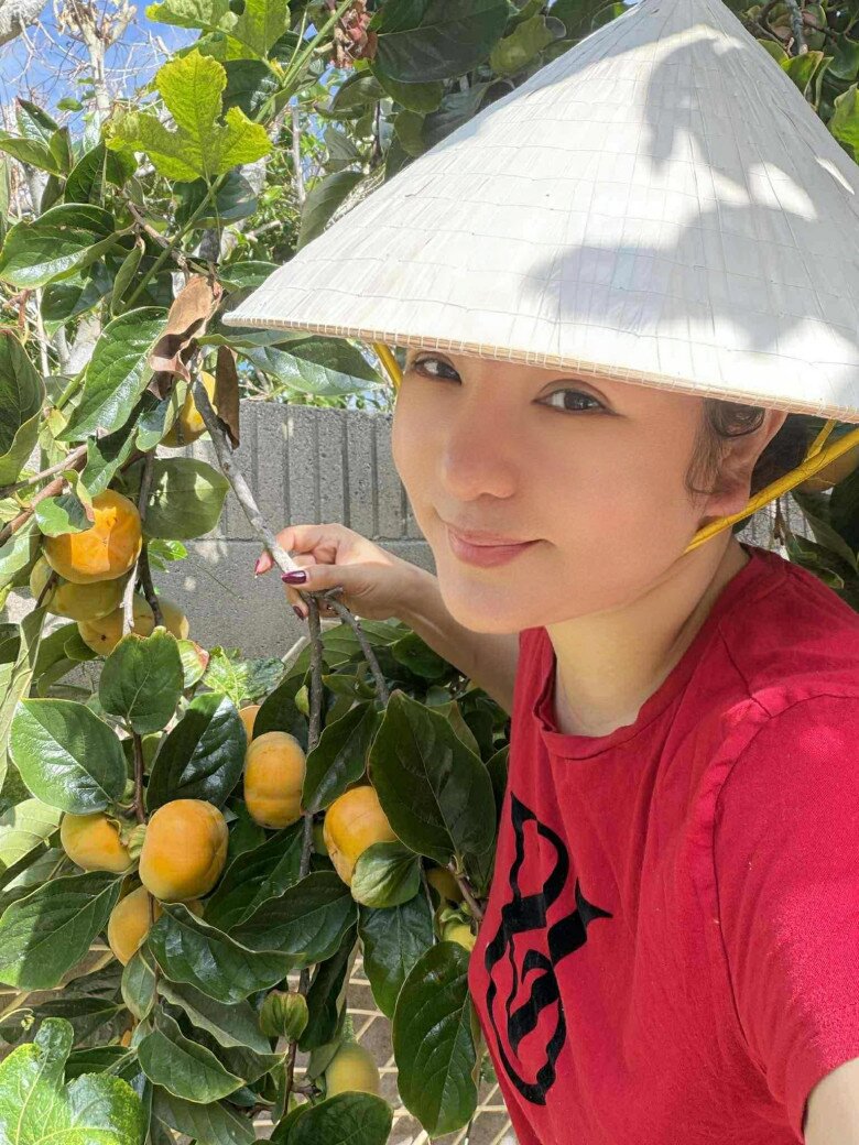 Cận cảnh cây hồng với từng chùm quả chín vàng nổi bật giữa nền lá xanh, tường gạch và trời xanh. Một góc vườn rực rỡ đậm chất miền quê giữa lòng nước Mỹ.