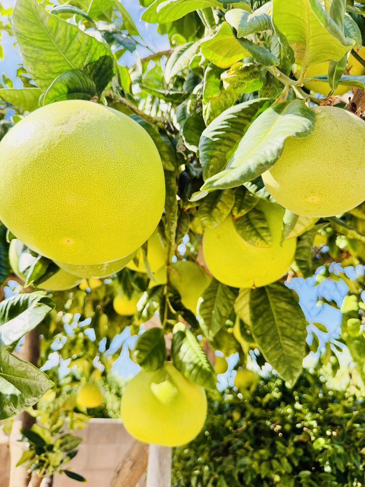 Vườn tuyệt đẹp trong biệt thự 30 tỷ của danh hài Thúy Nga: Ngập tràn sen đá, trái cây lúc lỉu trên đầu - 23