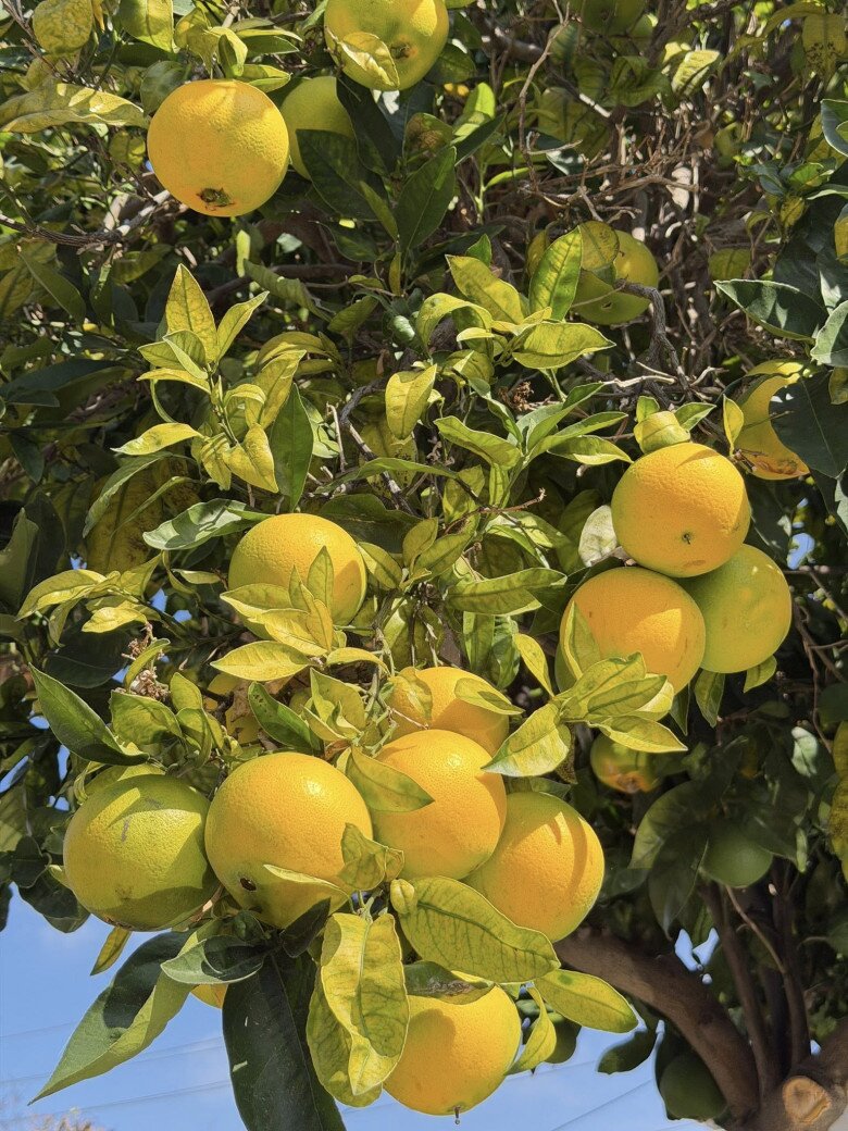 Cây cam sai trĩu quả, được trồng sát sân trước. Cây nào cây nấy sai trĩu minh chứng cho bàn tay khéo léo của nữ chủ nhân khu vườn tiền tỷ.