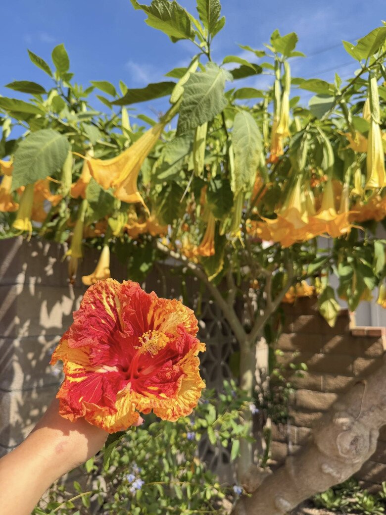 Cây hoa chuông vàng nở rộ, rủ xuống như chiếc đèn lồng thiên nhiên. Nữ danh hài cầm bông hoa rực rỡ, hài hước “so bì” nhan sắc với thiên nhiên.