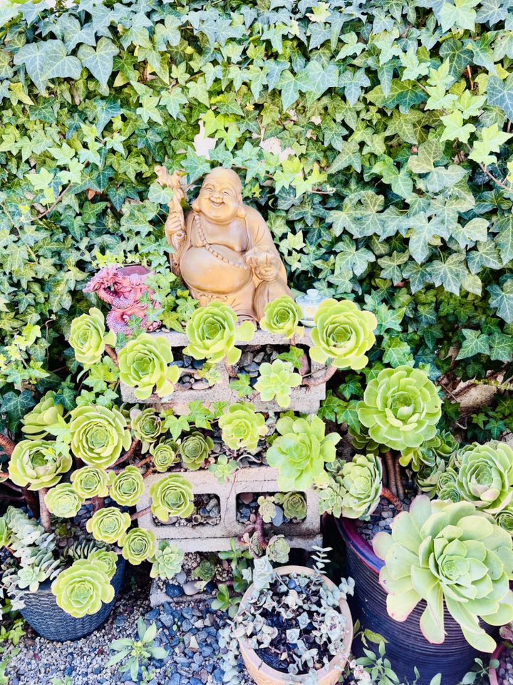 Một góc nhỏ đặt tượng Phật Di Lặc giữa khu vực trồng sen đá. Màu xanh dịu của lá kết hợp cùng tượng đá tạo cảm giác an yên, vừa mang yếu tố phong thủy, vừa là điểm nhấn tinh tế trong vườn.