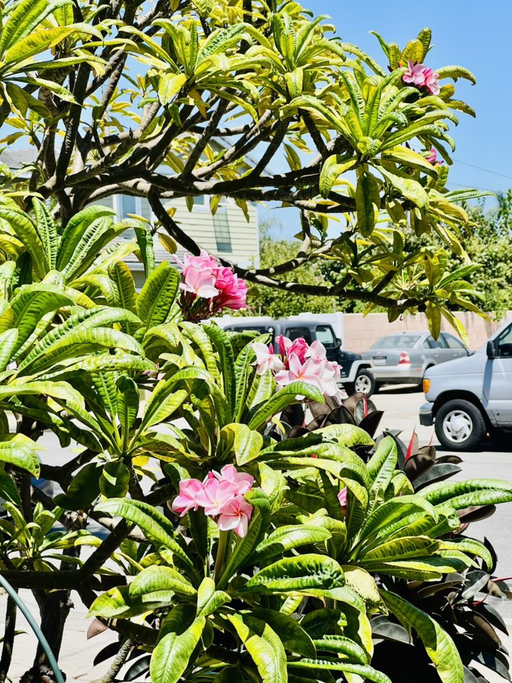 Cây sứ Thái nở hoa hồng rực rỡ vươn lên trong nắng, đặt gần vỉa hè, đón trọn ánh sáng tự nhiên. Đây là một trong những loài hoa nhiệt đới rất được yêu thích ở các khu vườn nhà Việt kiều.