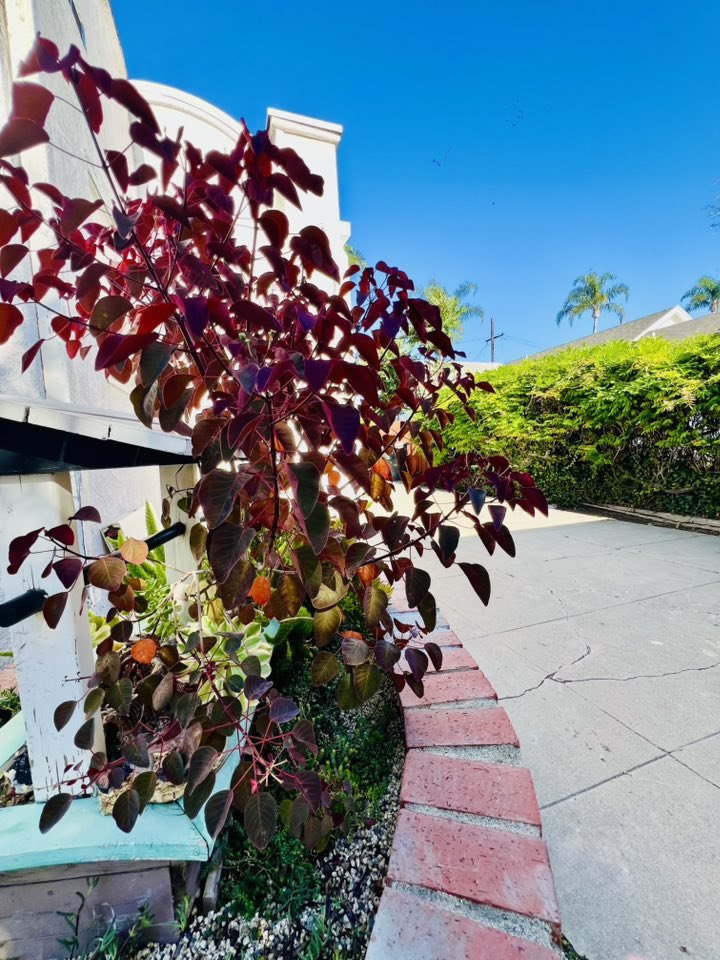 Bụi cây lá đỏ rực bên lối đi, sát tường nhà, nổi bật trên nền gạch và tường trắng. Gam màu đỏ – xanh đối lập tạo nên khung cảnh hút mắt và rất “ăn ảnh”.